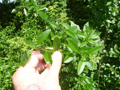 Ligustrum vulgare