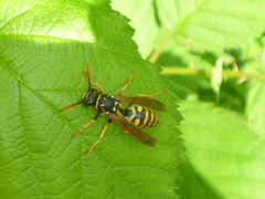 Polistes dominula
