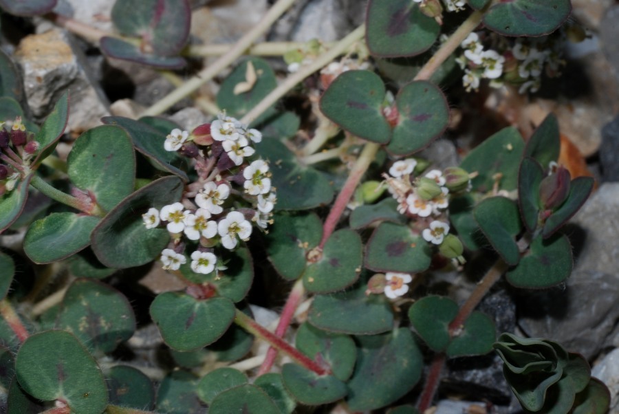 Euphorbia umbellulata