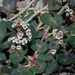 Euphorbia umbellulata - Photo (c) Dale Lee Denham-Logsdon, osa oikeuksista pidätetään (CC BY-NC), lähettänyt Dale Lee Denham-Logsdon