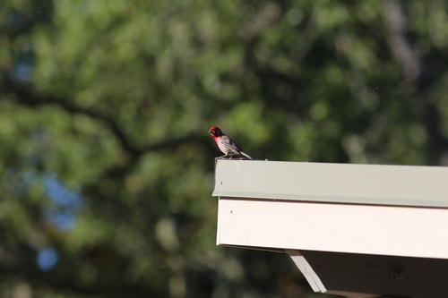 iNaturalist observation photo of House Finch