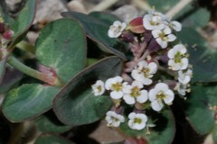 Euphorbia umbellulata