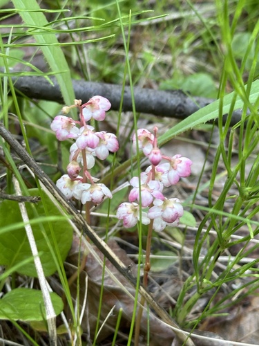 Liverleaf wintergreen (Pyrola asarifolia)