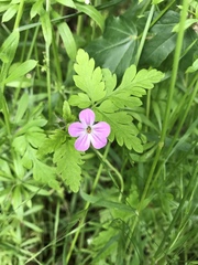 Geranium robertianum
