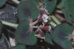 Euphorbia umbellulata
