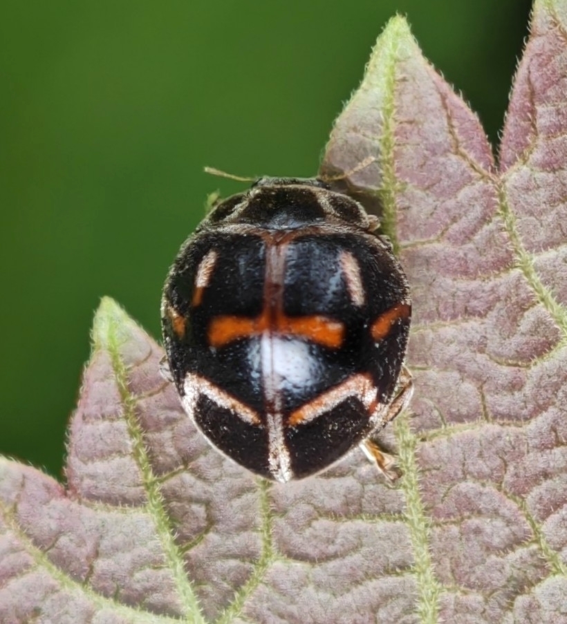 Afissa subacuta