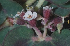 Euphorbia umbellulata