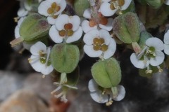 Euphorbia umbellulata