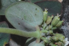 Euphorbia umbellulata