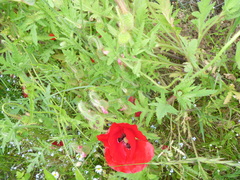 Papaver rhoeas