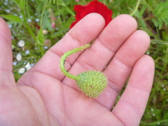 Papaver rhoeas