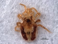 Dermanyssus gallinae