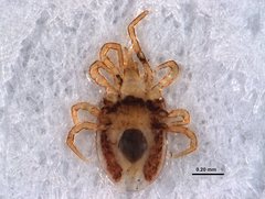 Dermanyssus gallinae