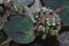 Euphorbia umbellulata