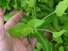 Euphorbia lathyris