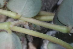 Euphorbia umbellulata