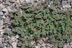 Euphorbia umbellulata