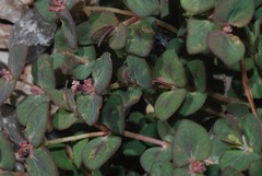 Euphorbia umbellulata