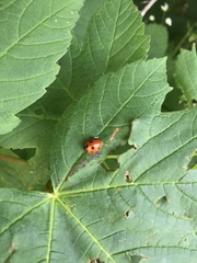 Coccinella septempunctata