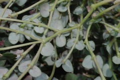 Euphorbia umbellulata