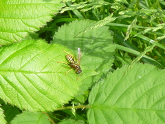 Polistes dominula