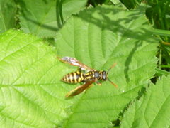 Polistes dominula