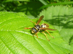 Polistes dominula
