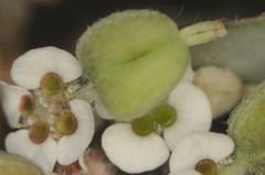 Euphorbia umbellulata