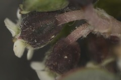 Euphorbia umbellulata