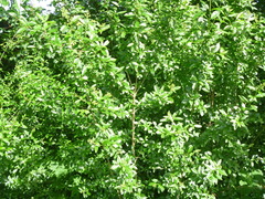 Ligustrum vulgare