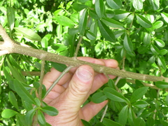 Ligustrum vulgare