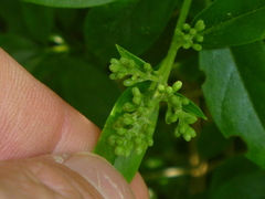 Ligustrum vulgare