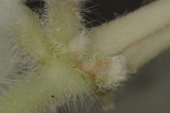 Euphorbia umbellulata
