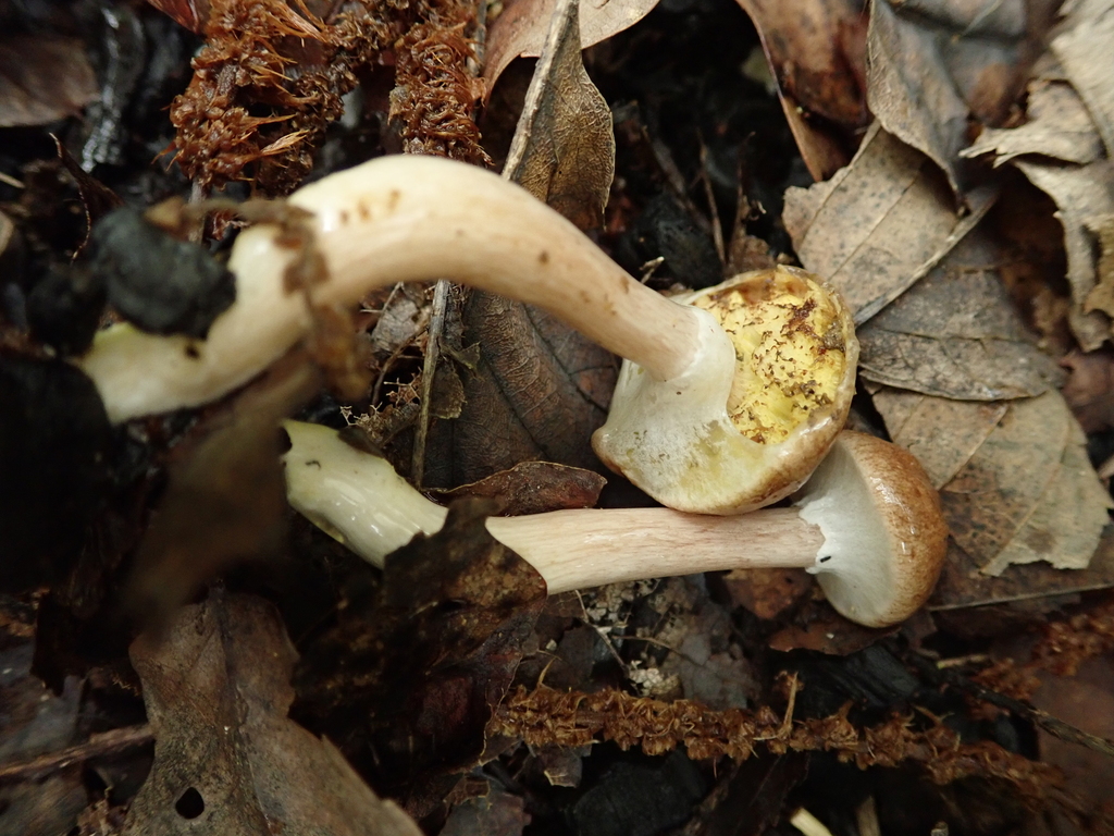 Aureoboletus viscidipes