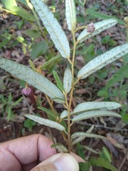 Seringia corollata