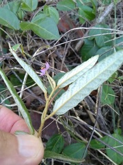 Seringia corollata