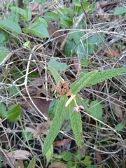 Seringia corollata