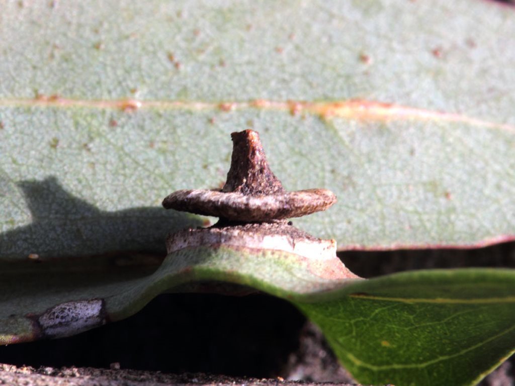 Tanyscelis grallator