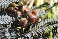 Austroacacidiplosis botrycephalae