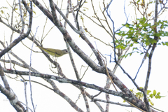 Vireo magister