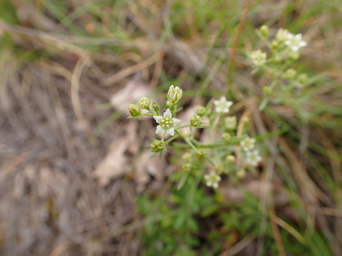 Image of Thesium divaricatum by (c) Franck Cabot, some rights reserved (CC BY)