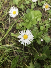 Bellis perennis