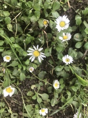 Bellis perennis