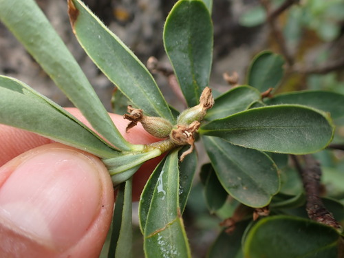 Image of Daphne alpina by (c) Franck Cabot, some rights reserved (CC BY)