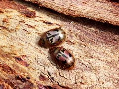 Peltoschema hamadryas