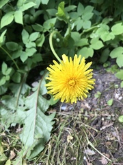 Taraxacum