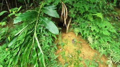 Manis pentadactyla pentadactyla