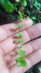 Epilobium pedunculare