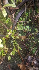 Epilobium pedunculare