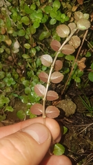 Epilobium pedunculare